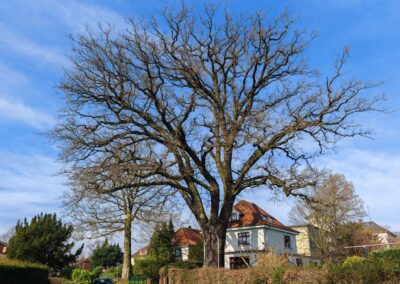 Alte Eiche in Bremen-Vegesack (2. Baum im Stadtstaat & Bundesland Bremen)