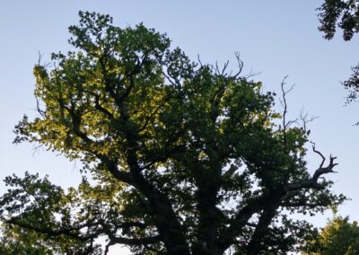 Ausrufung Ivenacker Methusalem-Eiche: die Oberkrone der Methusalemeiche in der Abendsonne am Vortag