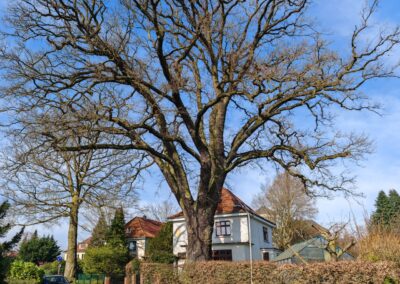 Riesige Eiche im Bremer Privatgarten: in einem Privatgarten die dickste Eiche der Stadt Bremen – das gibt es nicht so oft