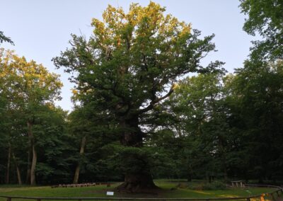 Ausrufung Ivenacker Methusalem-Eiche: und der Baum am Morgen des Ausrufungstages in den ersten Sonnenstrahlen