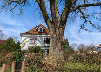 Riesige Eiche im Bremer Privatgarten: Der mächtige Stamm mit über 6 m Umfang dominiert das gesamte Anwesen.
