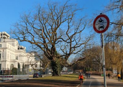 Japanischer Schnurbaum in Hamburg: …und da steht er: der womöglich dickste Schnurbaum der Welt, im traumhaften Außenalsterufer-Ambiente