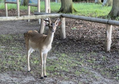 Ausrufung Ivenacker Methusalem-Eiche: und dieser freundliche Damwild-Jüngling war sehr interessiert, was ich da in seinem Revier mache – herrlich