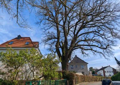 Riesige Eiche im Bremer Privatgarten: Die Eiche überragt mehrere Grundstücke und die Straße.