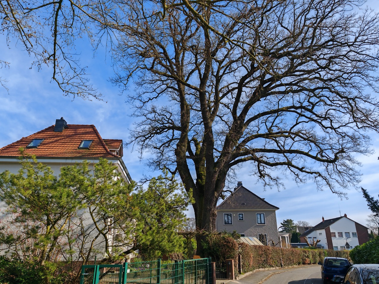 Die Eiche überragt mehrere Grundstücke und die Straße. Riesige Eiche im Bremer Privatgarten: Die Eiche überragt mehrere Grundstücke und die Straße.
