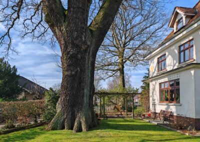 Riesige Eiche im Bremer Privatgarten: was für eine imposante Mitbewohnerin im Garten! mit etwa 400 Jahren
