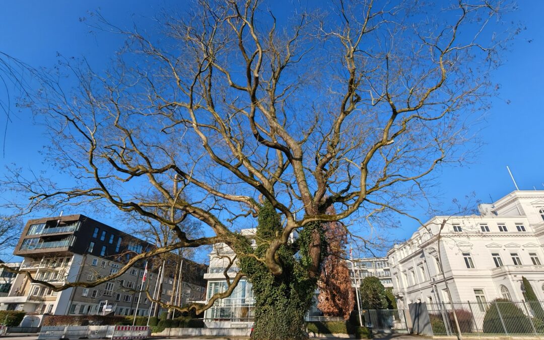 Dickster Schnurbaum Deutschlands an der Hamburger Außenalster zum Nationalerbe gewählt