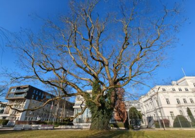 Japanischer Schnurbaum in Hamburg: vom Ufer aus gesehen absolut prägend vor dem ehemaligen US-Botschaftsgebäude (rechts)