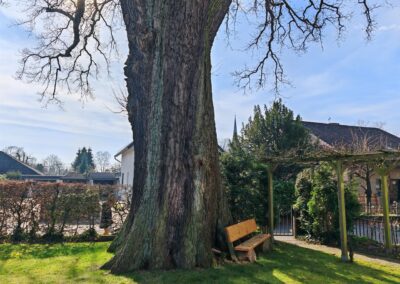 Riesige Eiche im Bremer Privatgarten: mit der seltenen Garantie für jederzeit einen Ort der Kraftquelle für die Hausbewohner