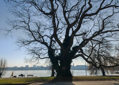 Japanischer Schnurbaum in Hamburg an der Außenalster (2. Baum im Stadtstaat & Bundesland Hamburg)