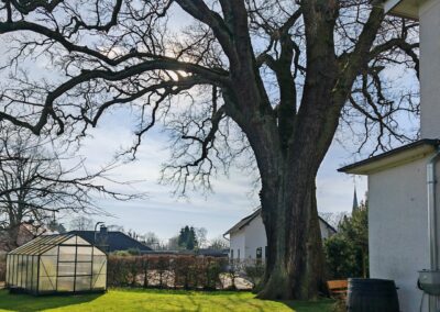 Riesige Eiche im Bremer Privatgarten: …und sollen die heißen Sommer doch kommen – hier kühlt die Eiche!