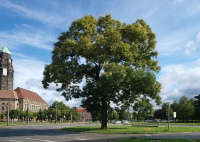 Japanischer Schnurbaum in Hamburg: …und ein ausgewachsener alter Solitär als Straßenbaum (Dresden, Georgplatz)