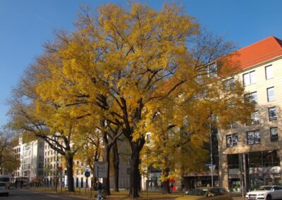 Japanischer Schnurbaum in Hamburg: mit sehr schöner Herbstfärbung alter Alleebäume (Dresden, Dr.-Külz-Ring)