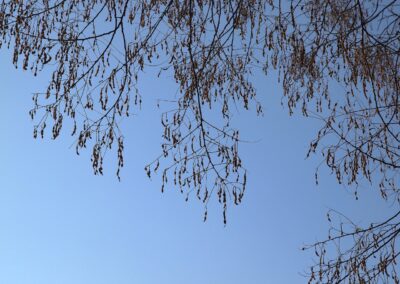 Japanischer Schnurbaum in Hamburg: wegen seiner reifen Früchte bisweilen auch Perlschnurbaum genannt