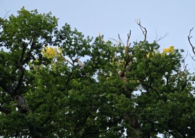 Ausrufung Ivenacker Methusalem-Eiche: beginnender Kronenrückzug in der Abendsonne – es wird auch dringend Zeit dafür