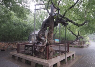 Japanischer Schnurbaum in Hamburg: über 600 Jahre alte Methusalem-Schnurbäume in China (Peking, Verbotene Stadt)