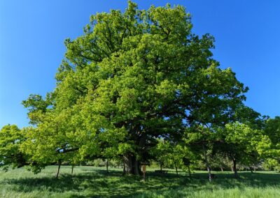 Lenzeiche Sichertshausen: die Lenzeiche Sichertshausen mit ihrer ganzen Pracht der voluminösen Krone