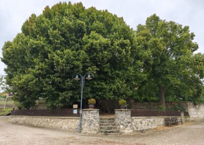 Wenn man ankommt, sieht man den Baum an seinem sehr würdigen Standort wie auf einer Bühne (Mitte links).