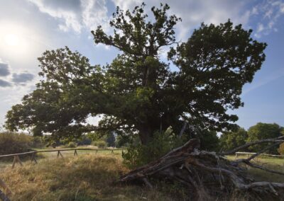 Ausrufung Hohne-Eiche: am Vorabend der Feier der wilde Ehrenbaum mit toller Wetterstimmung