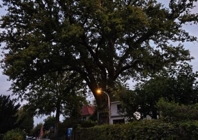 Ausrufung der Alten Eiche in Bremen-Vegesack: Zur Tafelinstallation war es noch erstaunlich dunkel…