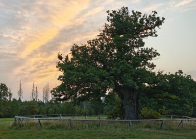 Ausrufung Hohne-Eiche: …und am Morgen der Ausrufungszeremonie ein spektakulärer Sonnenaufgang