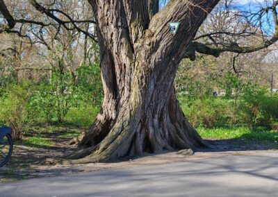 Große Flatter-Ulme an der Spree: ebenso typisch der mächtige Stammfuß mit weit herausragenden Wurzelanläufen