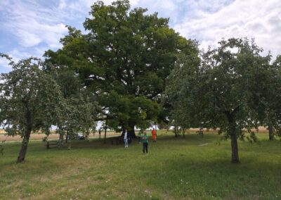 Lenzeiche Sichertshausen: der neu festgelegte Zugang zur Lenzeiche, straßenabgewandt zwischen den Apfelbäumen vorne
