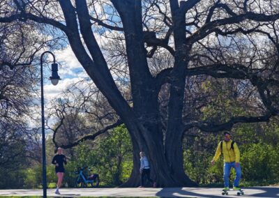 Große Flatter-Ulme an der Spree: an einem frühen Sonntag-Vormittag im April noch wenige Freiluft-Aktivisten auf der Flaniermeile
