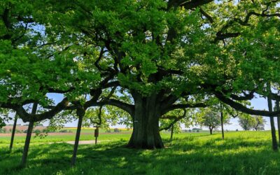 Lenzeiche Sichertshausen (im Nordosten Baden-Württembergs) wird Nationalerbe-Baum