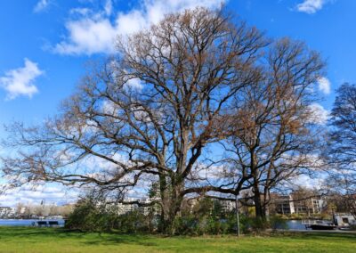 Große Flatter-Ulme an der Spree: unauffällige Blüten der Flatter-Ulme schon im März/April (gelbliche Färbung der Krone)