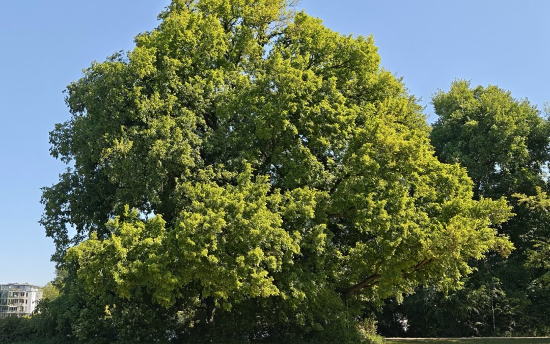 Große Flatter-Ulme an der Spree (Berlin-Treptow) wird Nationalerbe-Baum