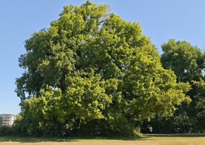 Große Flatter-Ulme im Treptower Park (Bundeshauptstadt Berlin)