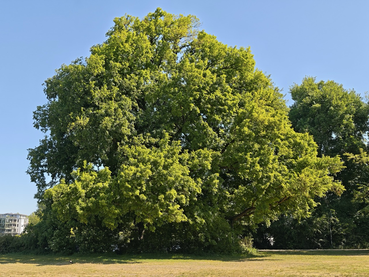 sattgrüne Krone im Mai mit reifenden grünen Früchten und austreibenden Blättern Große Flatter-Ulme an der Spree: sattgrüne Krone im Mai mit reifenden grünen Früchten und austreibenden Blättern