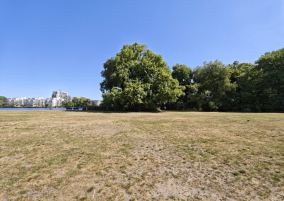 Große Flatter-Ulme an der Spree: im Juni der Rasen vertrocknet, aber die Ulme und anderen Bäume haben Spreewasser-Anschluss
