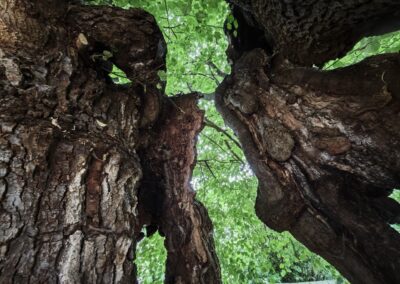 oben am Kronenansatz hingen bis kurzem noch beide Stammteile zusammen, das soll nun wieder hergestellt werden
