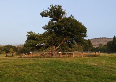 Ausrufung Hohne-Eiche: der stolze Baum in perfekter Inszenierung