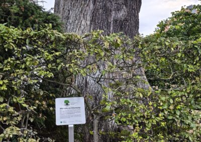 Ausrufung der Alten Eiche in Bremen-Vegesack: stolzer Baum mit dem neuen Ehrentitel