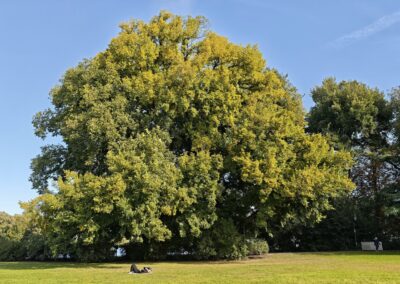 Ausrufung Ulme Berlin: sehr beliebter Platz zum Relaxen und Kraftauftanken auf der Wiese an der Ulme