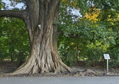 Ausrufung Ulme Berlin: stolzer Baum mit neuer Tafel: "Bist du zufrieden, liebe Ulme?" … 'Yes, sir – thank you!'