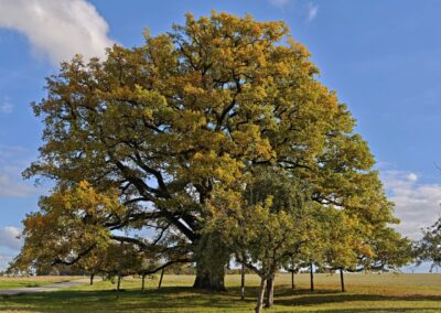Ausrufung Lenzeiche: die Lenzeiche in schönster herbstlicher Ausstrahlung am Vortag der Ausrufung