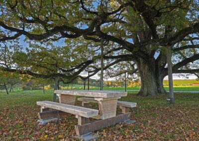 Ausrufung Lenzeiche: extra neu erarbeitete massive Sitzgarnituren aus Esche – für Treffen oder Pausen zum Krafttanken unter der Eiche