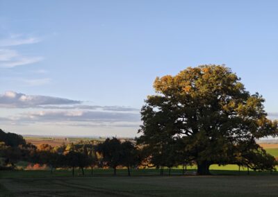 Ausrufung Lenzeiche: der Ehrenbaum am Vorabend in der Abendsonne mit der sanft hügeligen Landschaft bei Sichertshausen