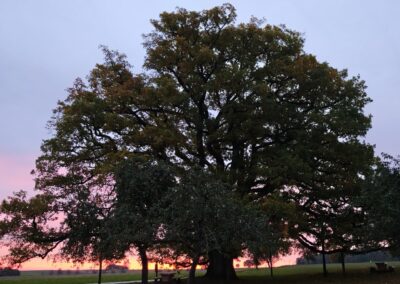 Ausrufung Lenzeiche: Sonnenaufgang wie ein brennender Horizont hinter der Eiche – was für ein Spektakel am Ausrufungsmorgen!