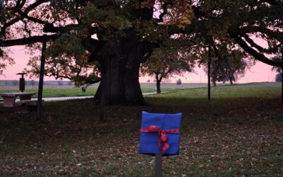 Ausrufung der Lenzeiche im Fränkischen Baden-Württemberg mit besonderer Zeremonie