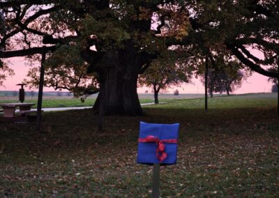 Ausrufung Lenzeiche: mit brillanter rosa Stimmung zur Tafelinstallation