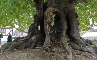 Erste 1000-jährige Linde in Upstedt (Lkr. Hildesheim) mit bewegender Inszenierung am Baum ausgerufen
