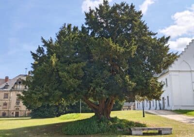 Schlosseibe in Baruth/Mark: toller Anblick der Schlosseibe, wenn man ankommt (rechts dahinter das Alte Schloss, links hinten das "Neue Schloss")