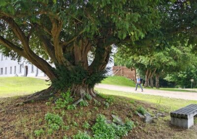 Schlosseibe in Baruth/Mark: mit der seit 2016 freigeschnittenen beeindruckenden Unterkrone…