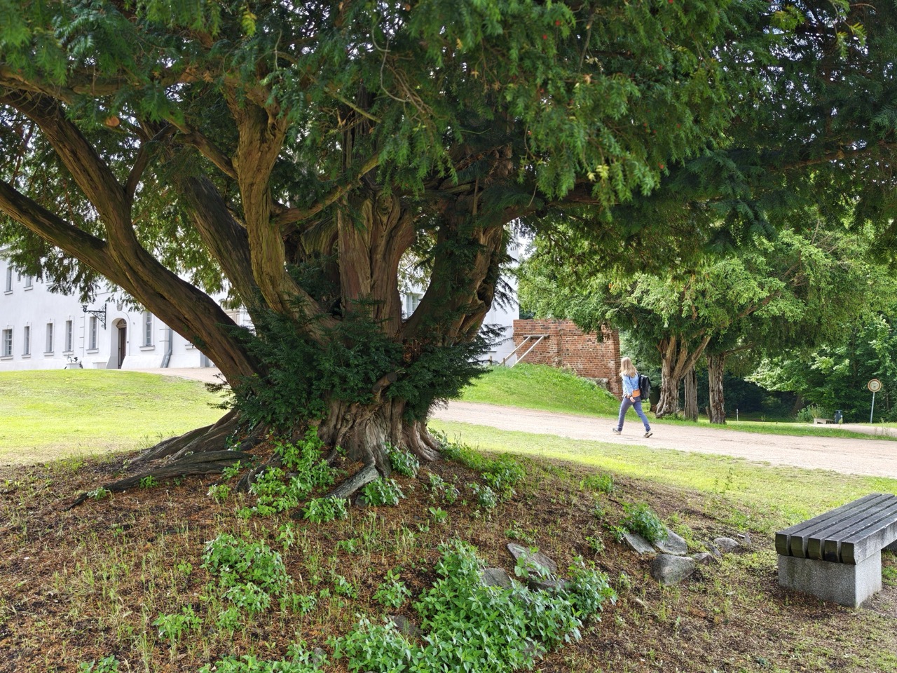 Schlosseibe in Baruth/Mark: mit der seit 2016 freigeschnittenen beeindruckenden Unterkrone…