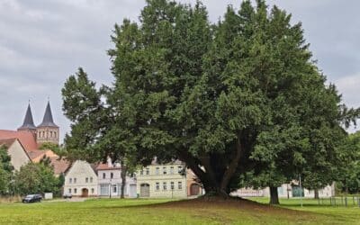 Schlosseibe in Baruth/Mark (Brandenburg) als Nationalerbe-Baum ausgewählt